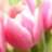 flower11