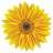 Zonnebloem22