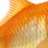 Goldfishie