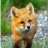 merelfox