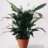 Spathiphyllum