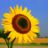 zonnebloem1985
