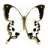 Papilio