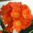 Clivia