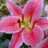 Lilliesleaf