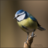 Pimpelmeesje