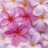 Sabon