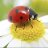Ladybird87