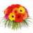 Gerbera79