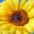 Zonnebloem6