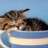 catseye