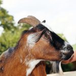 Bezoek kinderboerderij risico tijdens zwangerschap