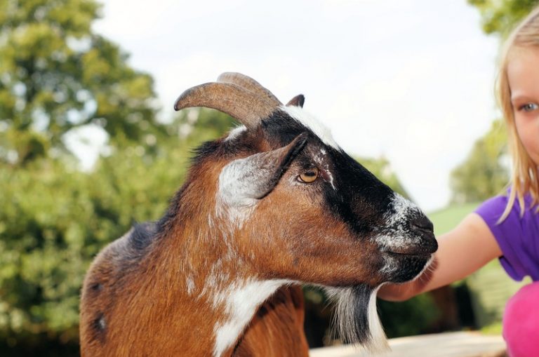 Bezoek kinderboerderij risico tijdens zwangerschap